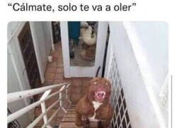 Enlace a Solo quiere jugar