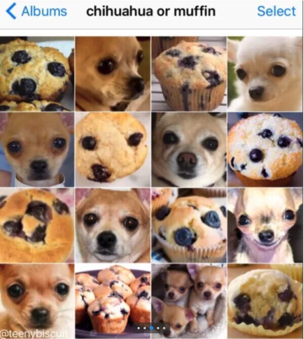 Meme_otros - ¿Chihuahua o Muffin?