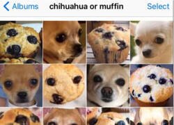 Enlace a ¿Chihuahua o Muffin?