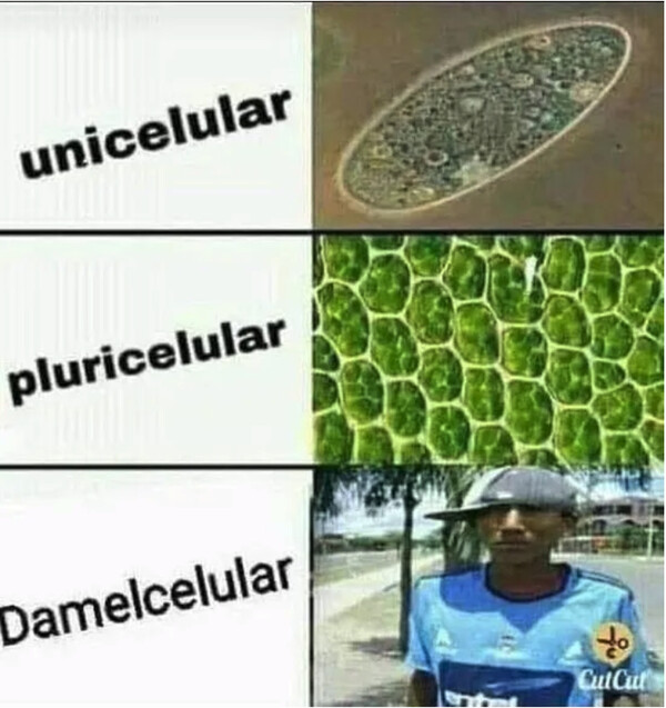 Meme_otros - Diferentes tipos de organismos