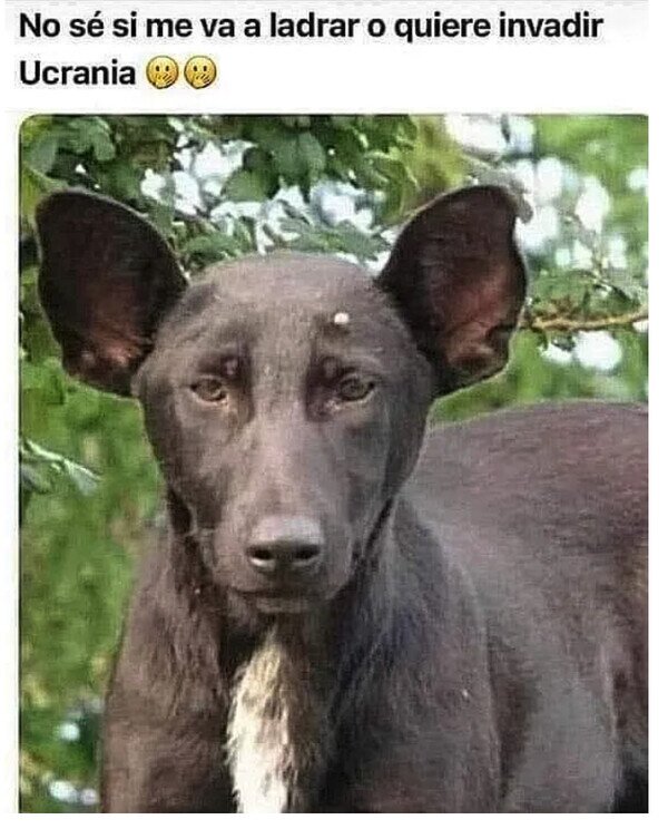 Meme_otros - El perro Putin