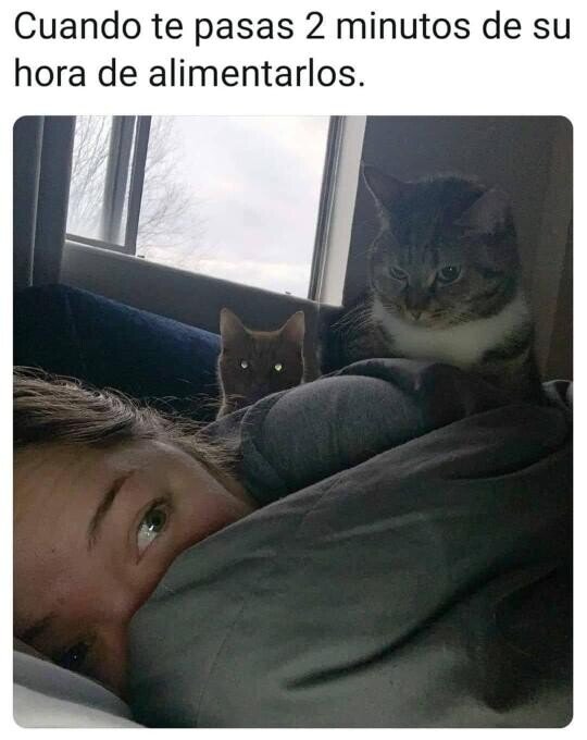 Meme_otros - ¡Danos de comer, humana!