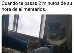 Enlace a ¡Danos de comer, humana!