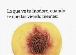 Enlace a POV: Eres tu inodoro