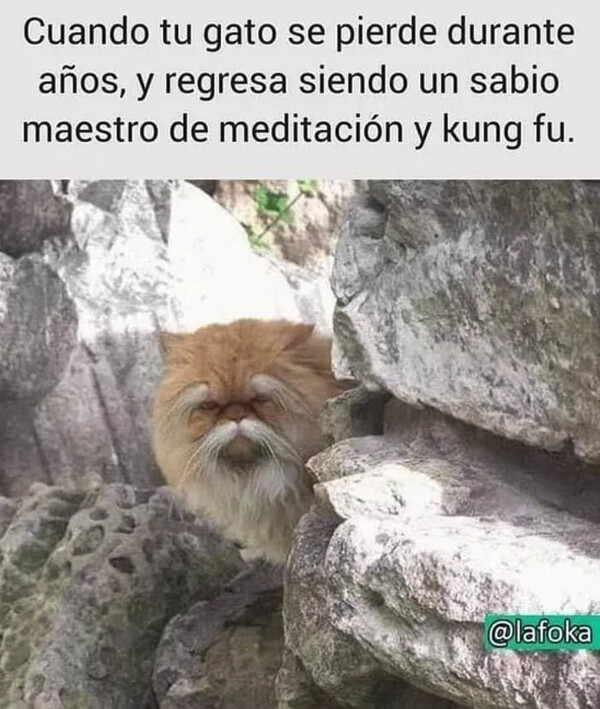 Meme_otros - El maestro Misifú