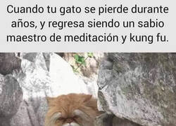 Enlace a El maestro Misifú