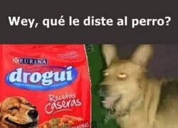 Enlace a Mi perro está raro