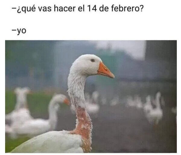 Meme_otros - Mis planes de todos los años
