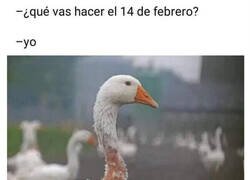 Enlace a Mis planes de todos los años