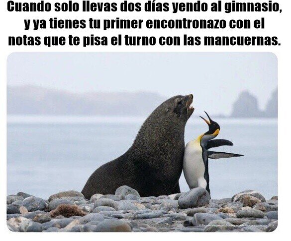 Meme_otros - Mejor resolverlo con un GymTonic