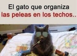 Enlace a Todo un capo