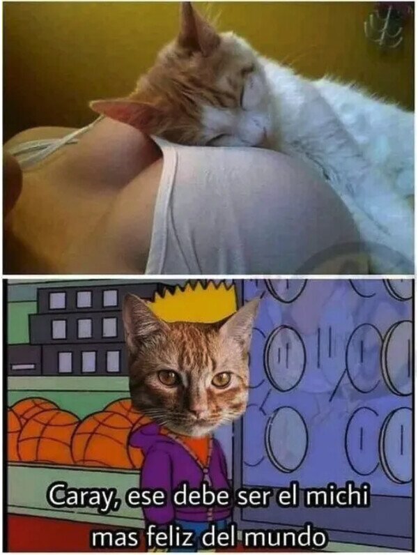 Meme_otros - El gato más feliz
