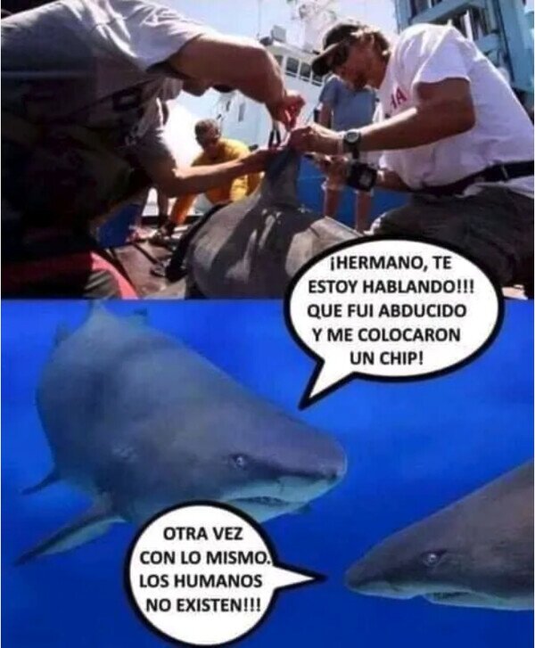 Meme_otros - ¿Los humanos somos aliens para la fauna marina?