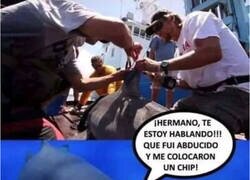 Enlace a ¿Los humanos somos aliens para la fauna marina?