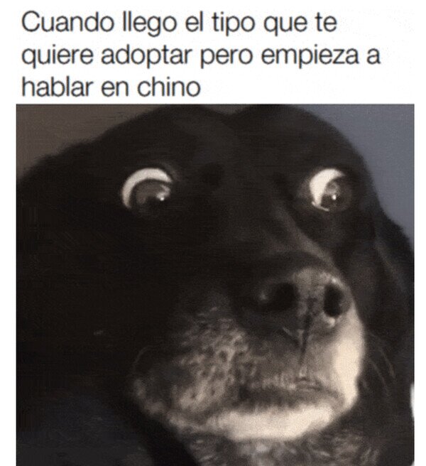 Meme_otros - ¿Van a comerme?