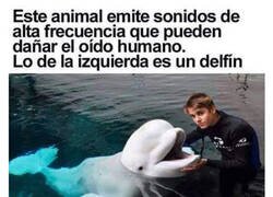 Enlace a Dos emisores de sonidos