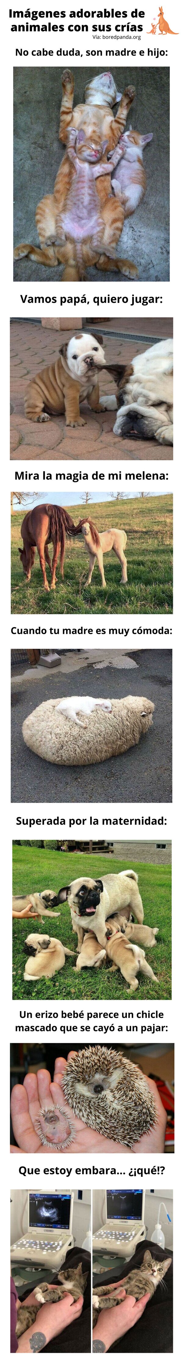 Meme_otros - Imágenes adorables de animales con sus crías