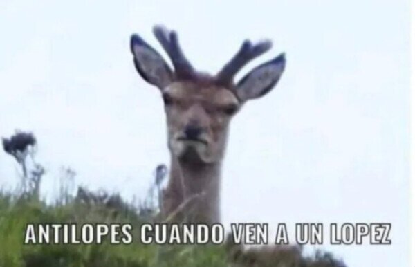 Meme_otros - Lo que más odian los antílopes