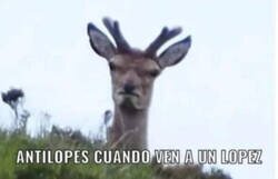 Enlace a Lo que más odian los antílopes