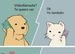 Enlace a Si los perros y los gatos pudieran videollamarse