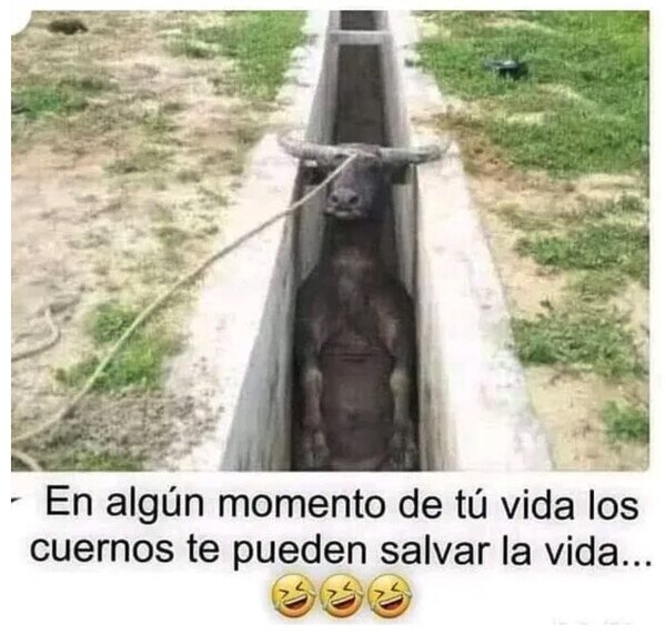 Meme_otros - Cuernos que van bien