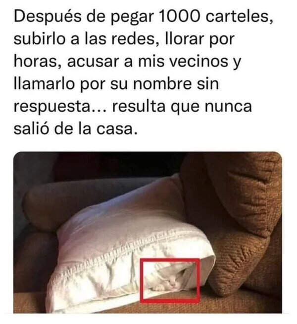 Meme_otros - Maldito Michi camuflado