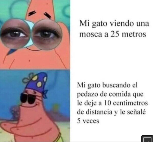 Meme_otros - La vista de mi gato