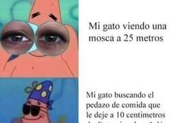 Enlace a La vista de mi gato