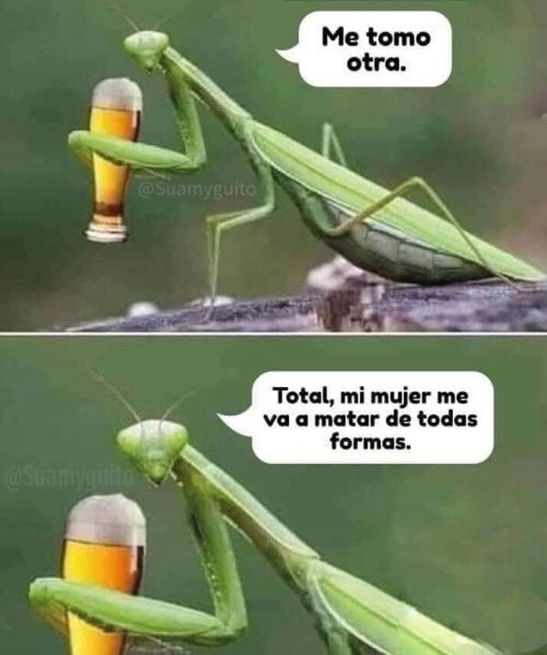 Meme_otros - Bien pensado, mantis macho
