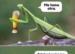 Enlace a Bien pensado, mantis macho