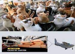 Enlace a Los anuncios que enganchan a los michis...