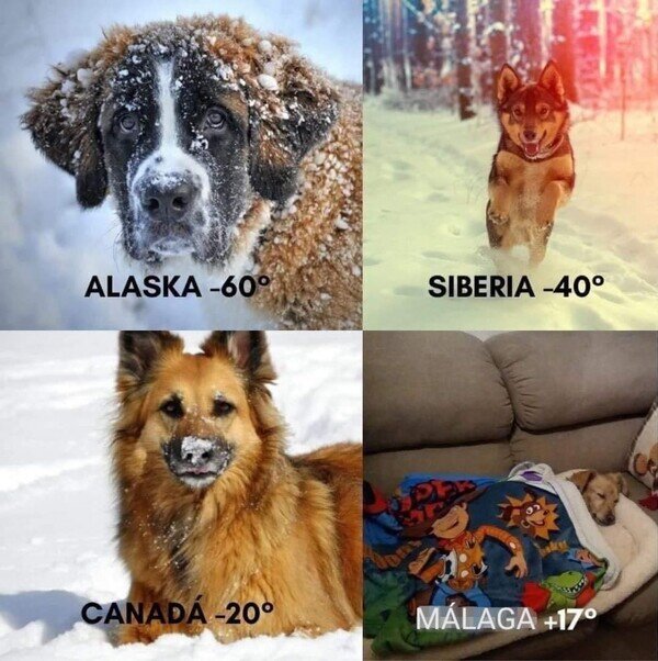 Meme_otros - Tengo el perro acobardao'