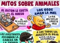 Enlace a Mitos sobre animales