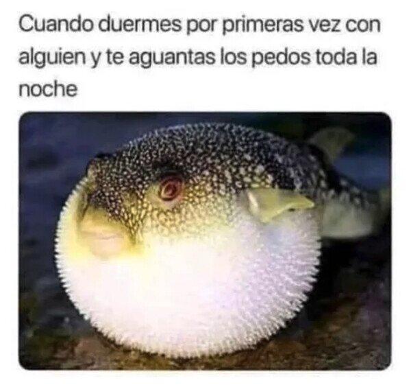 Otros - Hinchado como pez globo