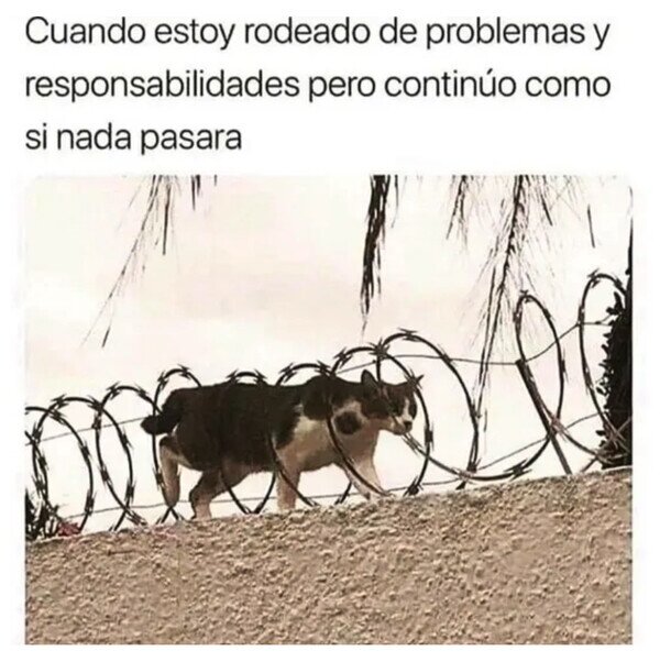 Otros - La vida sigue, igual que este gato