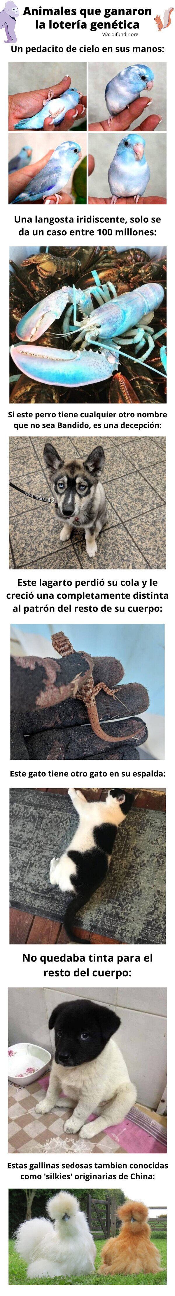 Meme_otros - Animales que ganaron la lotería genética