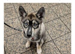 Enlace a Animales que ganaron la lotería genética