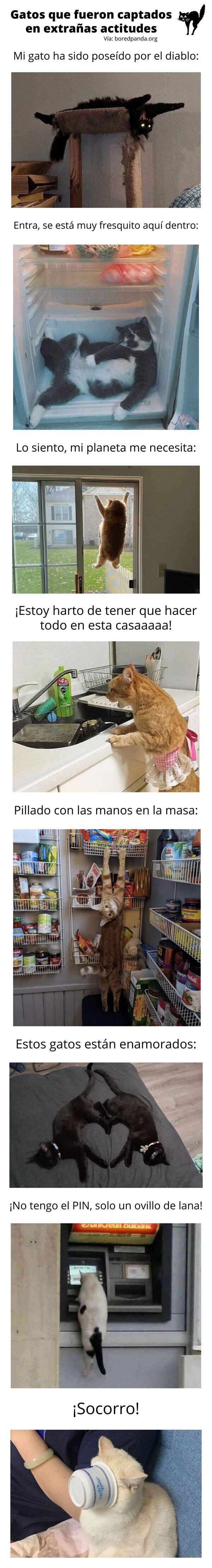 Meme_otros - Gatos que fueron captados en extrañas actitudes