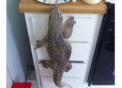 Enlace a Imágenes de animales robando comida
