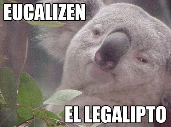 Meme_otros - Los koalas piden una cosa