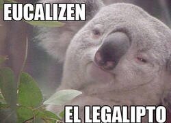 Enlace a Los koalas piden una cosa