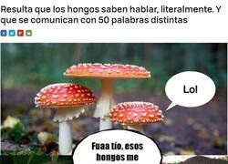 Enlace a ¿Habrá un Sálvame para hongos?