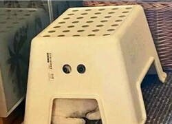 Enlace a Este gato sabe aprovechar los elementos de su entorno