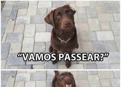 Enlace a Se vuelve como loco