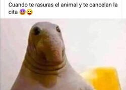 Enlace a Vaya, hombre...