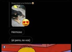 Enlace a El perro se lleva más halagos que yo