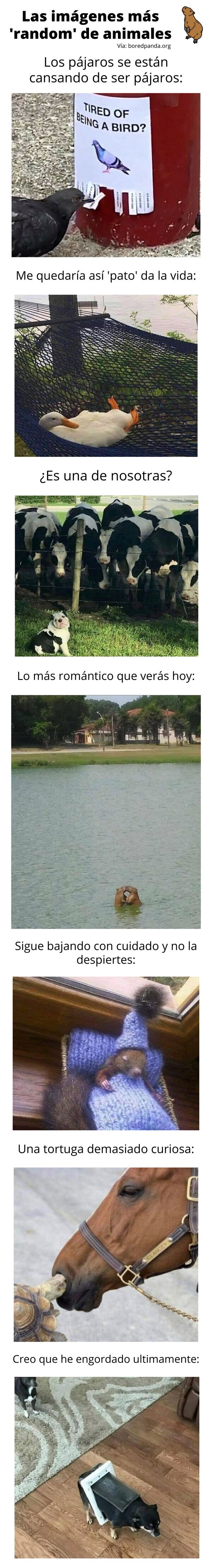 Meme_otros - Las imágenes más 'random' de animales