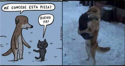 Enlace a Baile entre especies