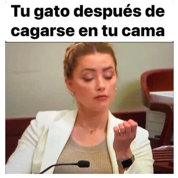 Meme_otros - Mi gato es un poco Amber Heard