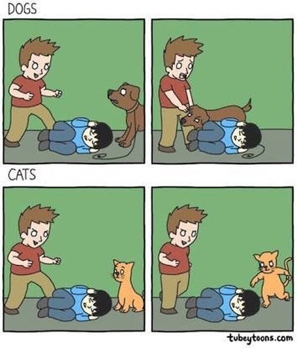Meme_otros - Los gatos no tienen alma ni corazón